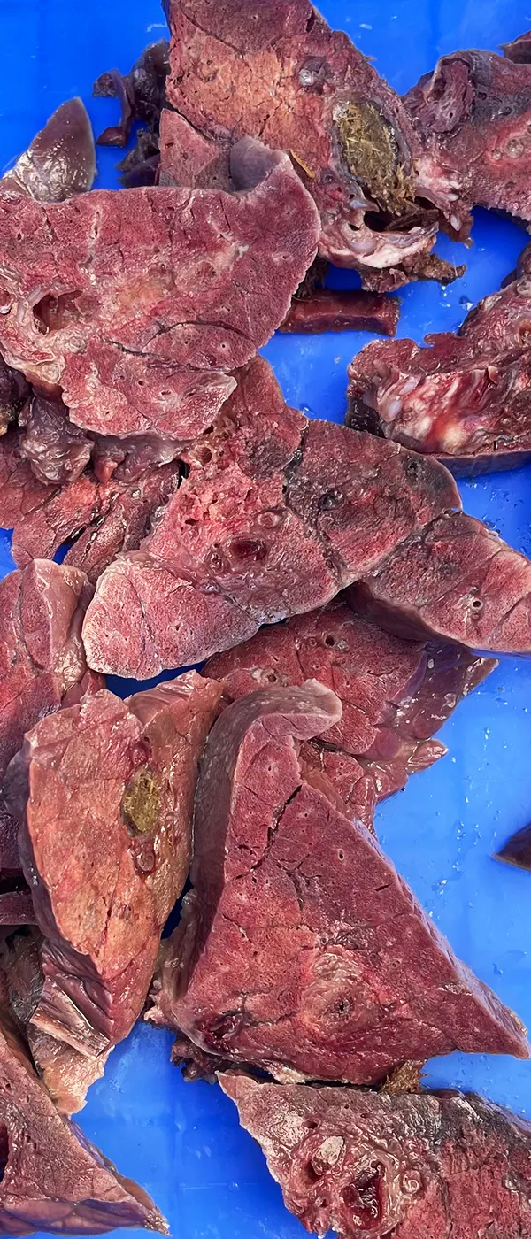 Fresh Meat Slicer (above 3mm thickness)